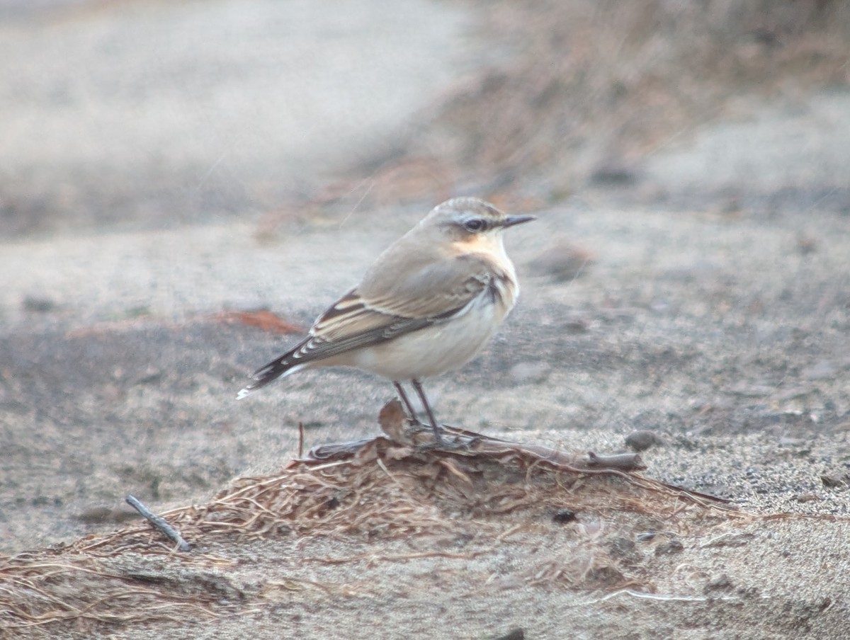 Northern Wheatear - ML643385055