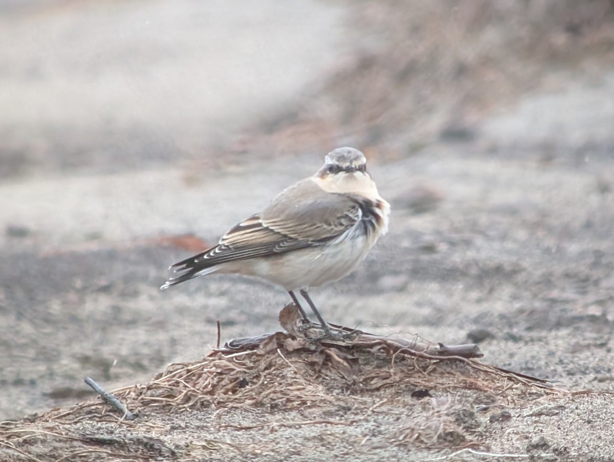 Northern Wheatear - ML643385060