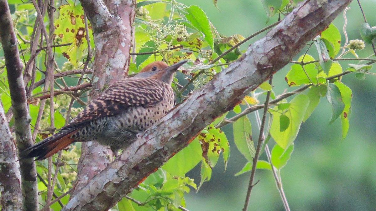 Guatemalan Flicker - ML643385062