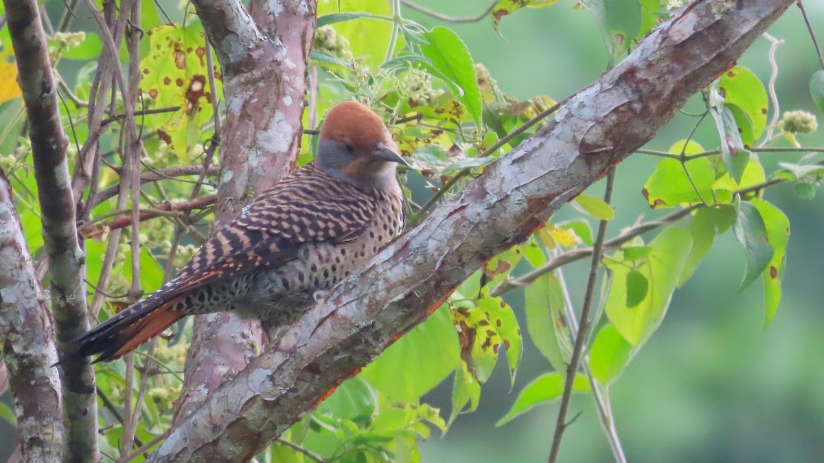 Guatemalan Flicker - ML643385063