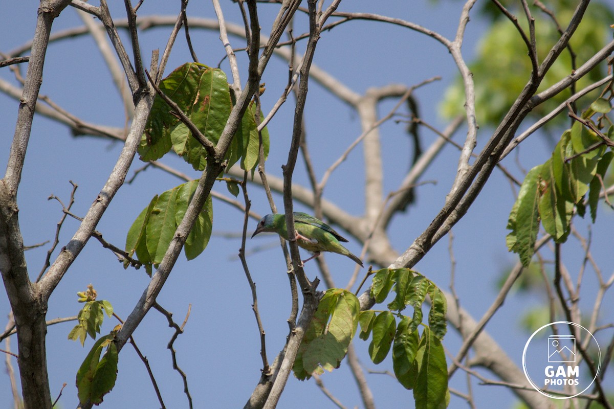 Blue Dacnis - ML643385088