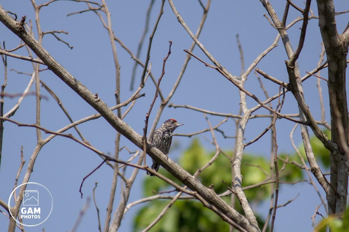White-wedged Piculet - ML643385108