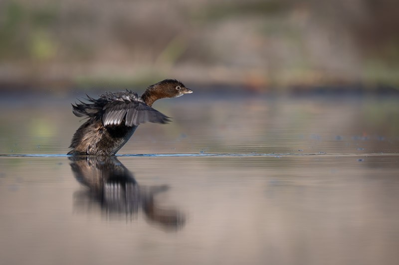 Pied-billed Grebe - ML643385118