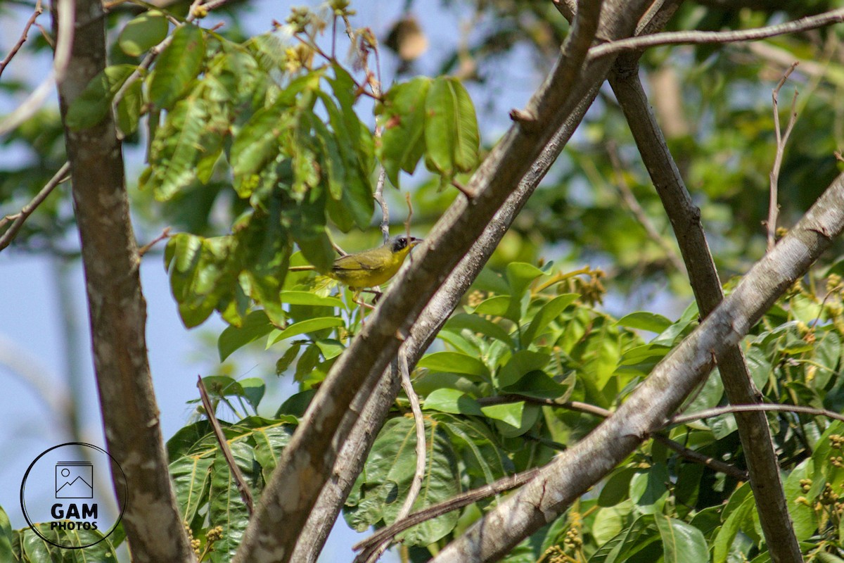Southern Yellowthroat - ML643385120