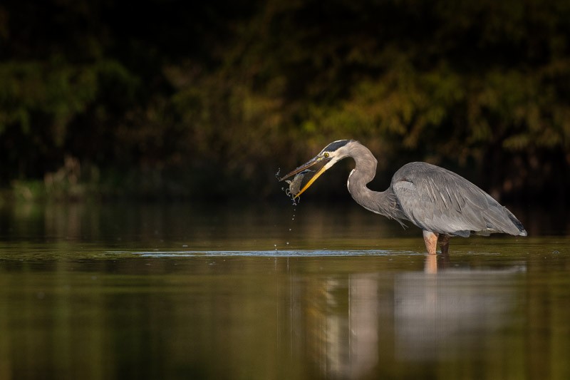 Great Blue Heron - ML643385129