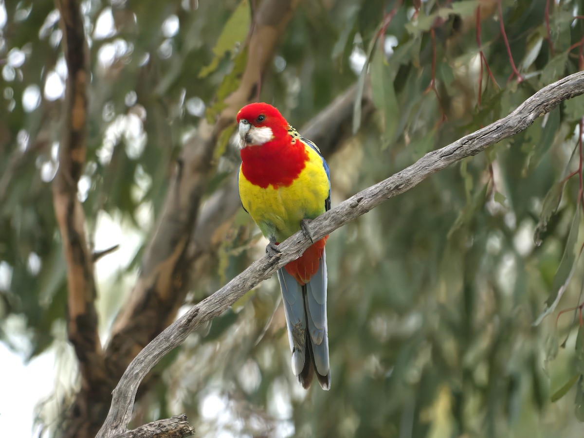 Eastern Rosella - ML643385131