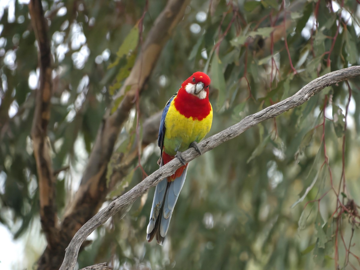 Eastern Rosella - ML643385132