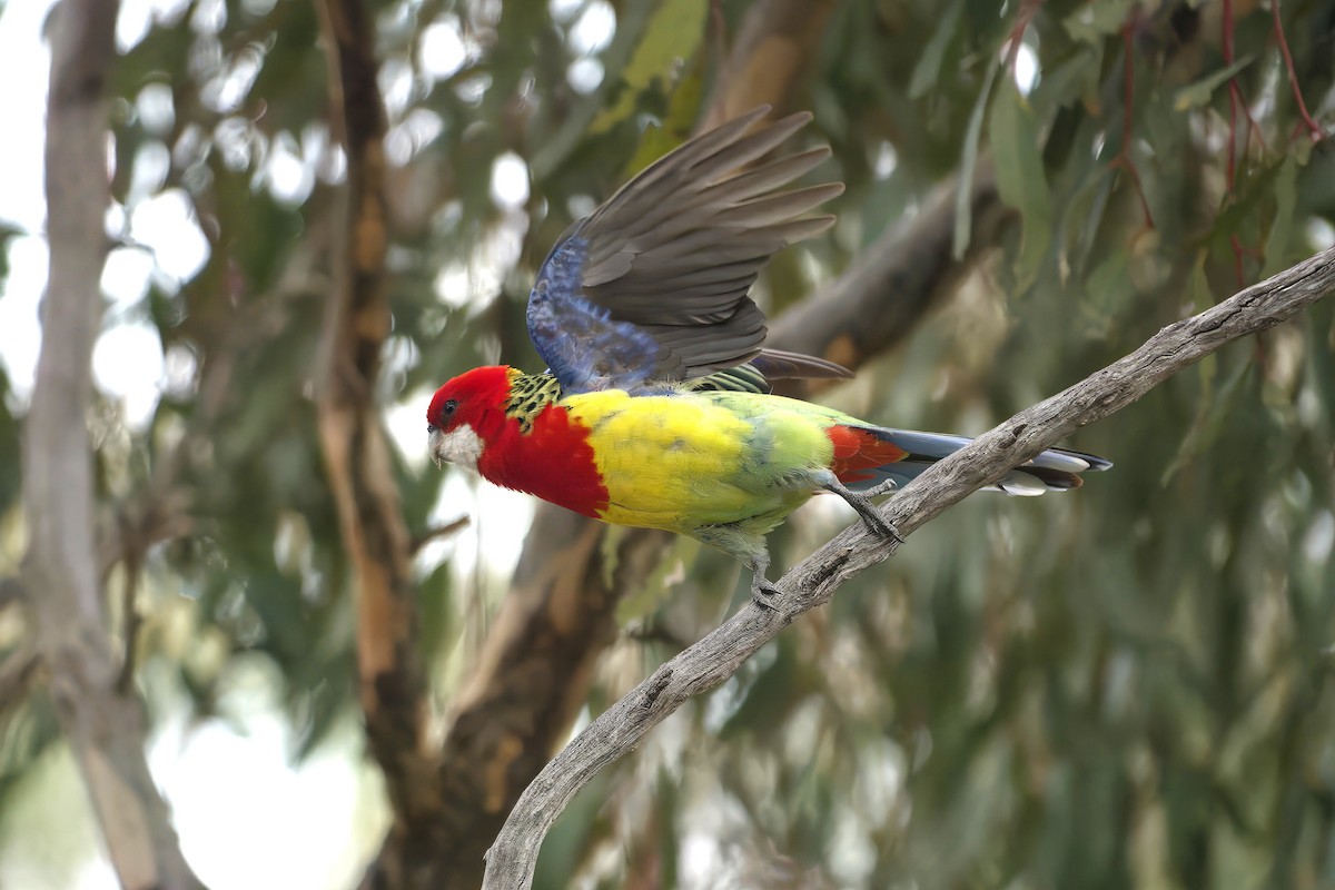 Eastern Rosella - ML643385133