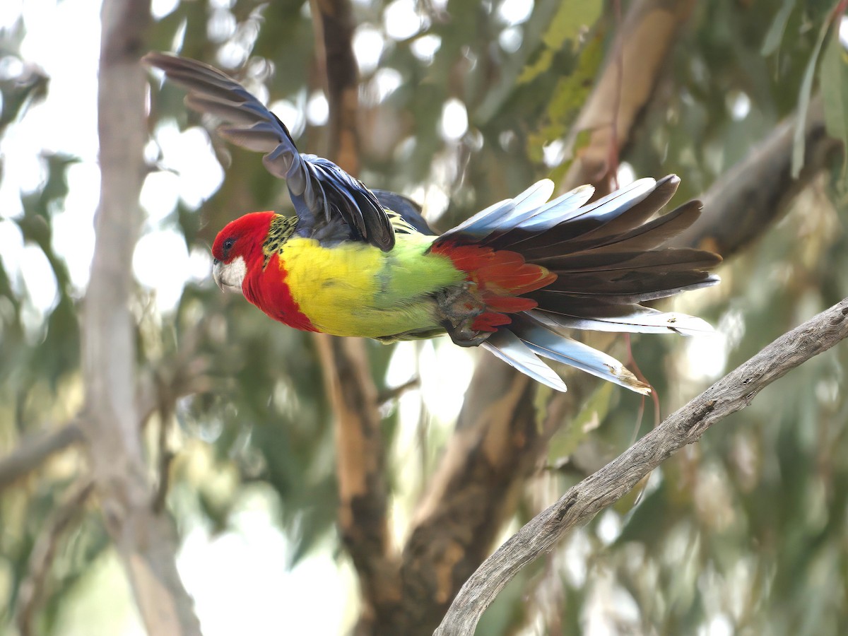 Eastern Rosella - ML643385134