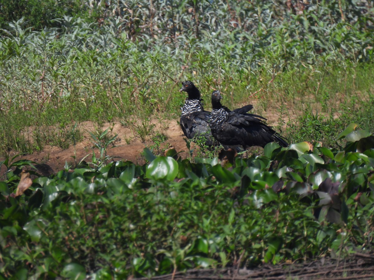 Horned Screamer - ML643385139