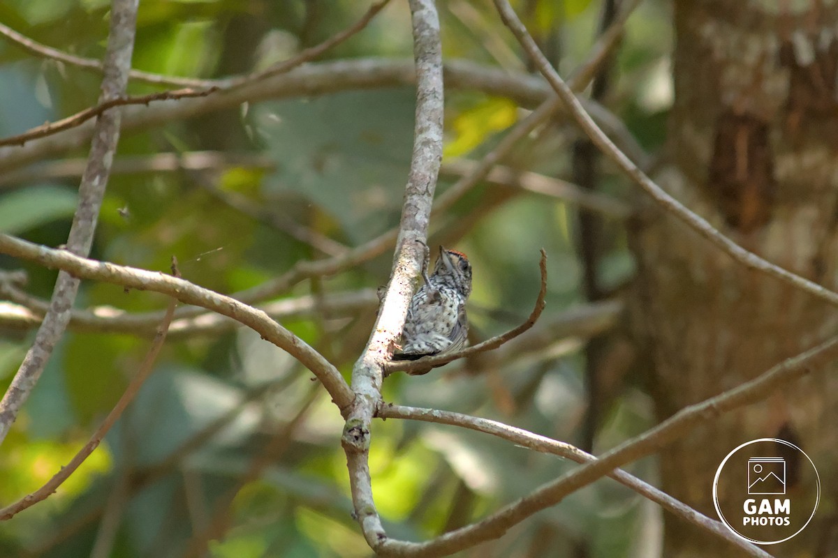 White-wedged Piculet - ML643385141