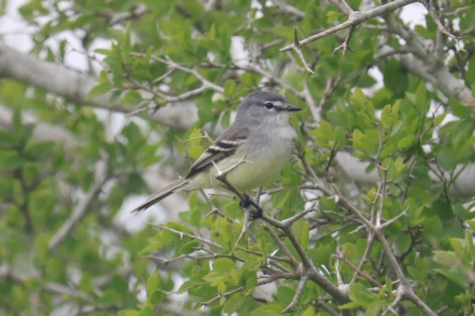 White-crested Tyrannulet - ML643385149