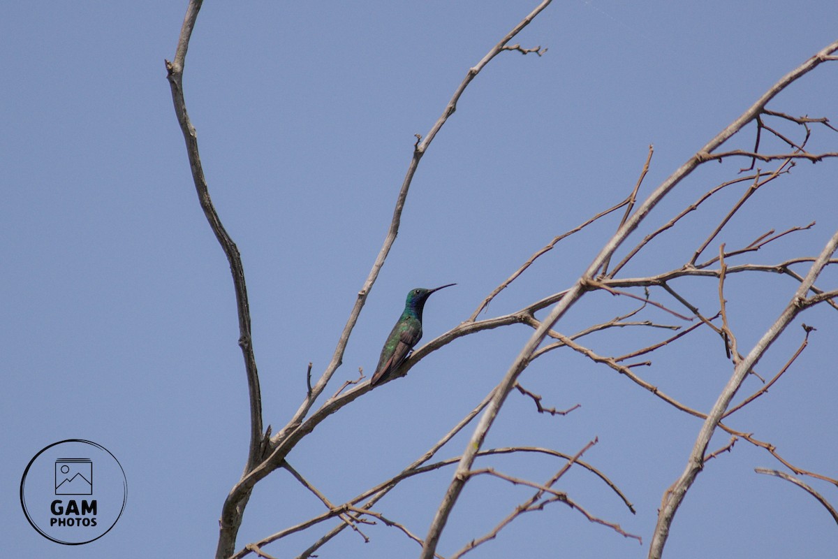 Black-throated Mango - ML643385155