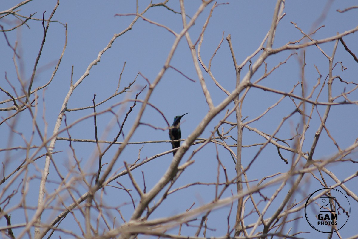 Black-throated Mango - ML643385156