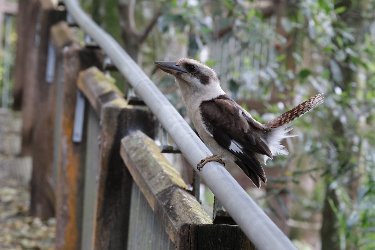 Laughing Kookaburra - ML643385168