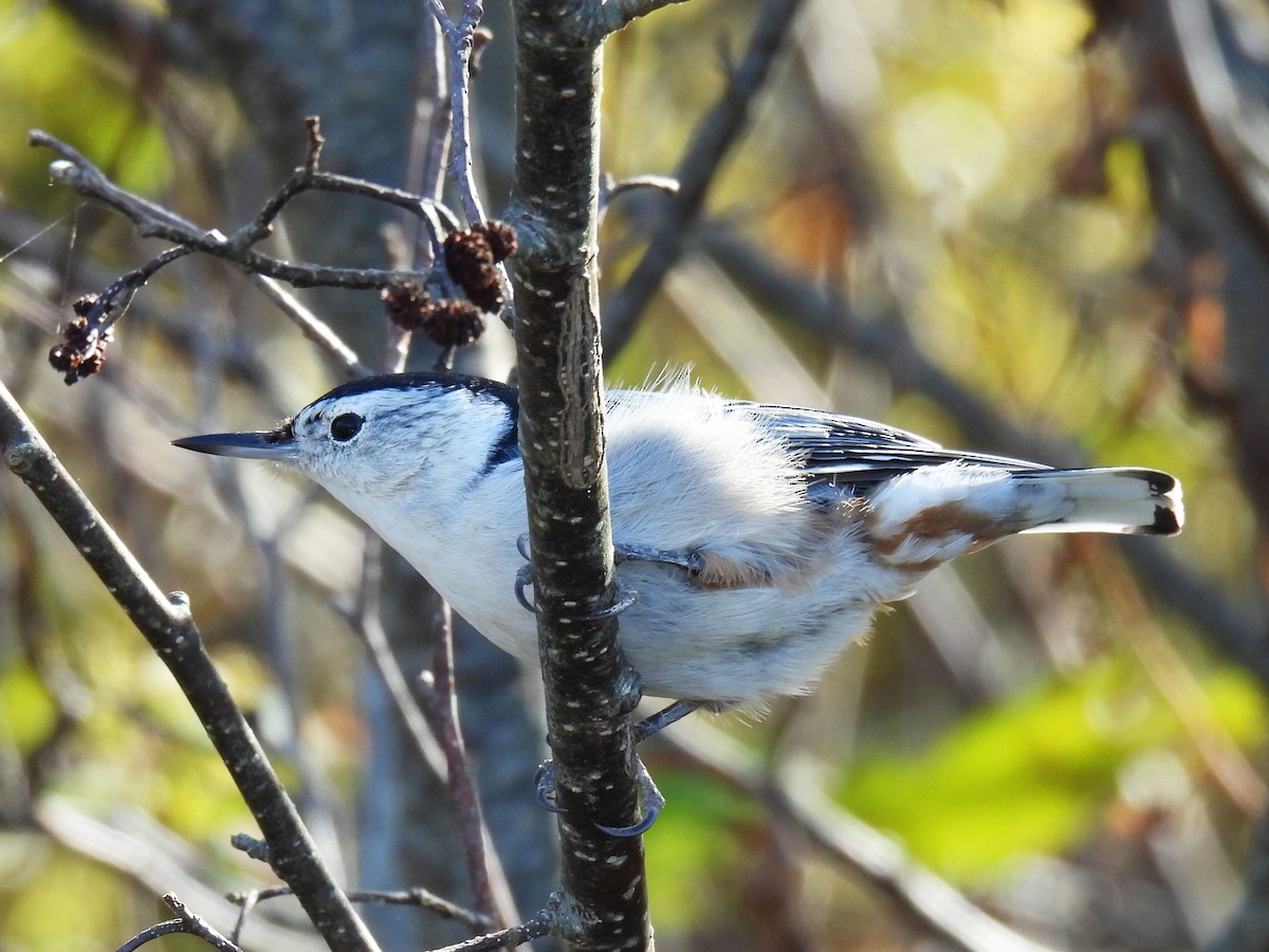 White-breasted Nuthatch - ML643385181