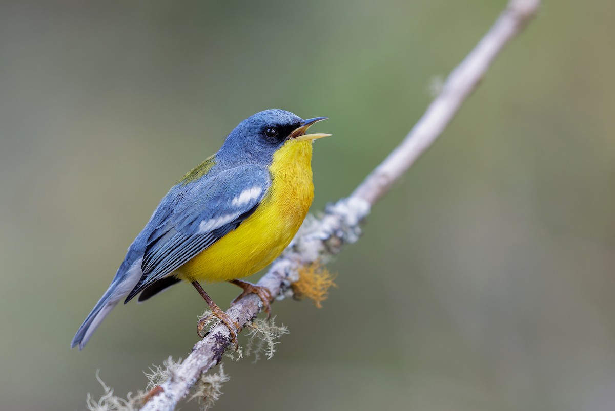 Tropical Parula - ML643385185