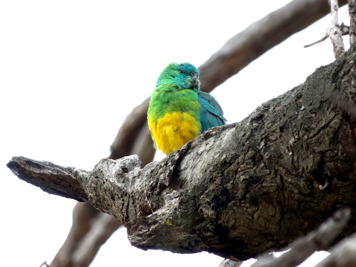 Red-rumped Parrot - ML643385198