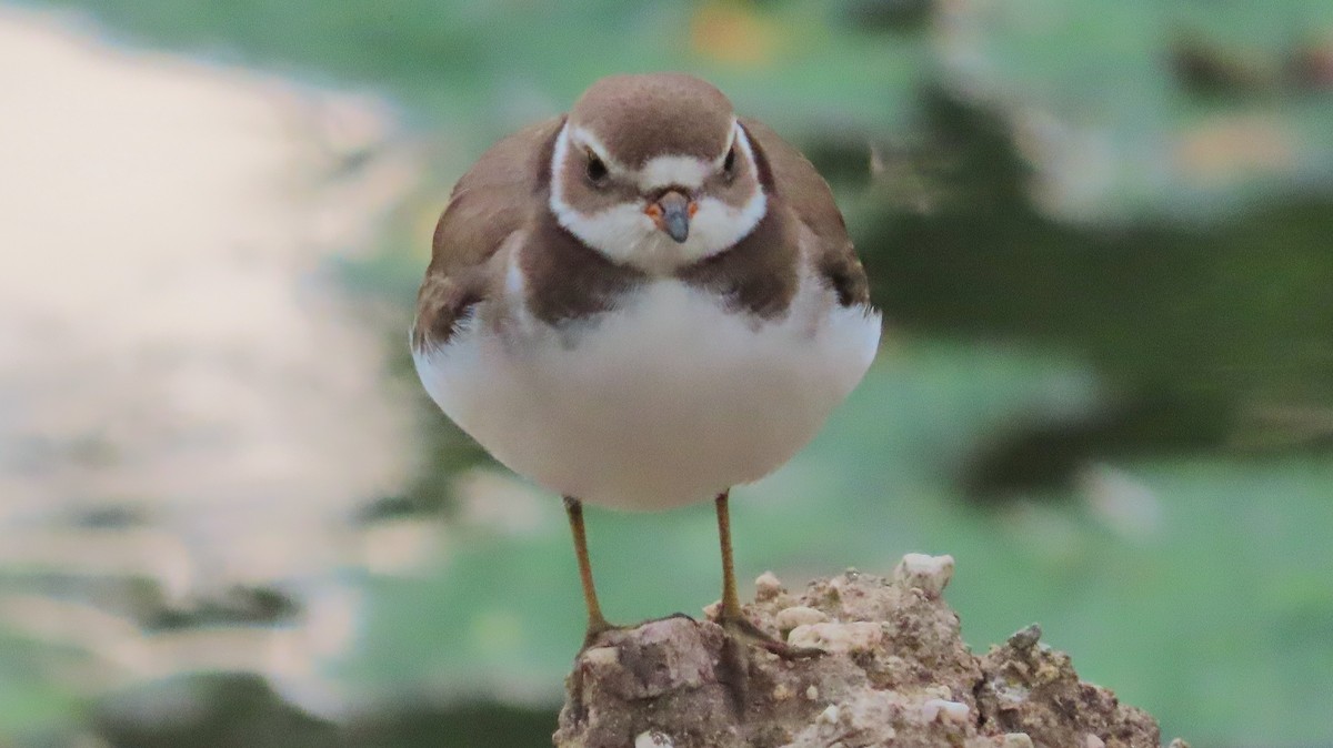 ミズカキチドリ - ML643385207