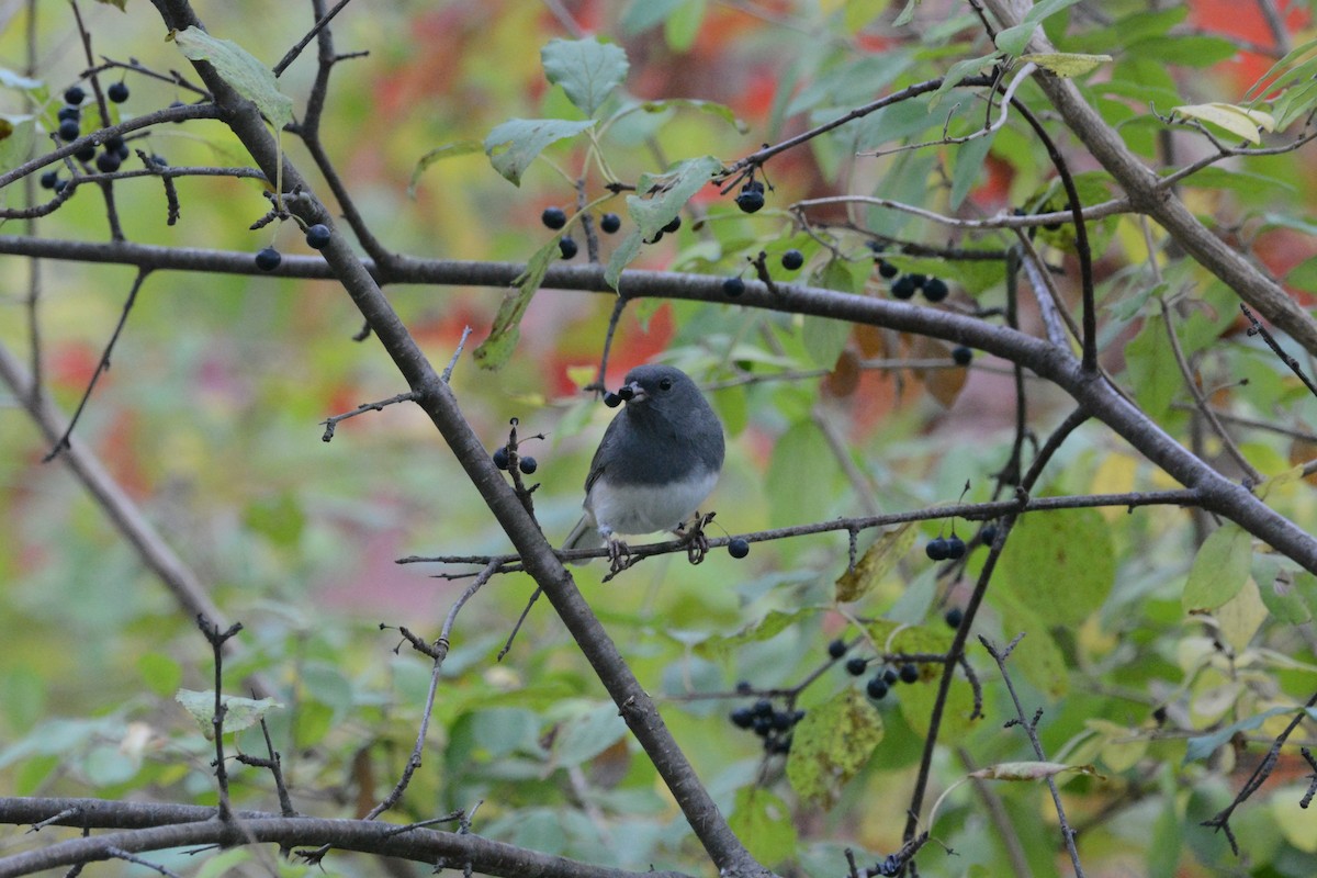 Dark-eyed Junco - ML643385209