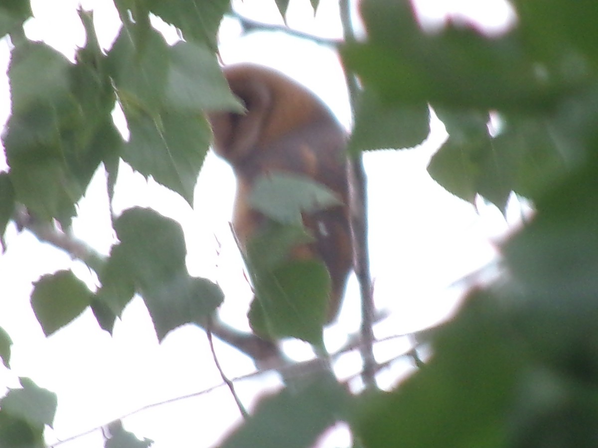 American Barn Owl - ML643385222