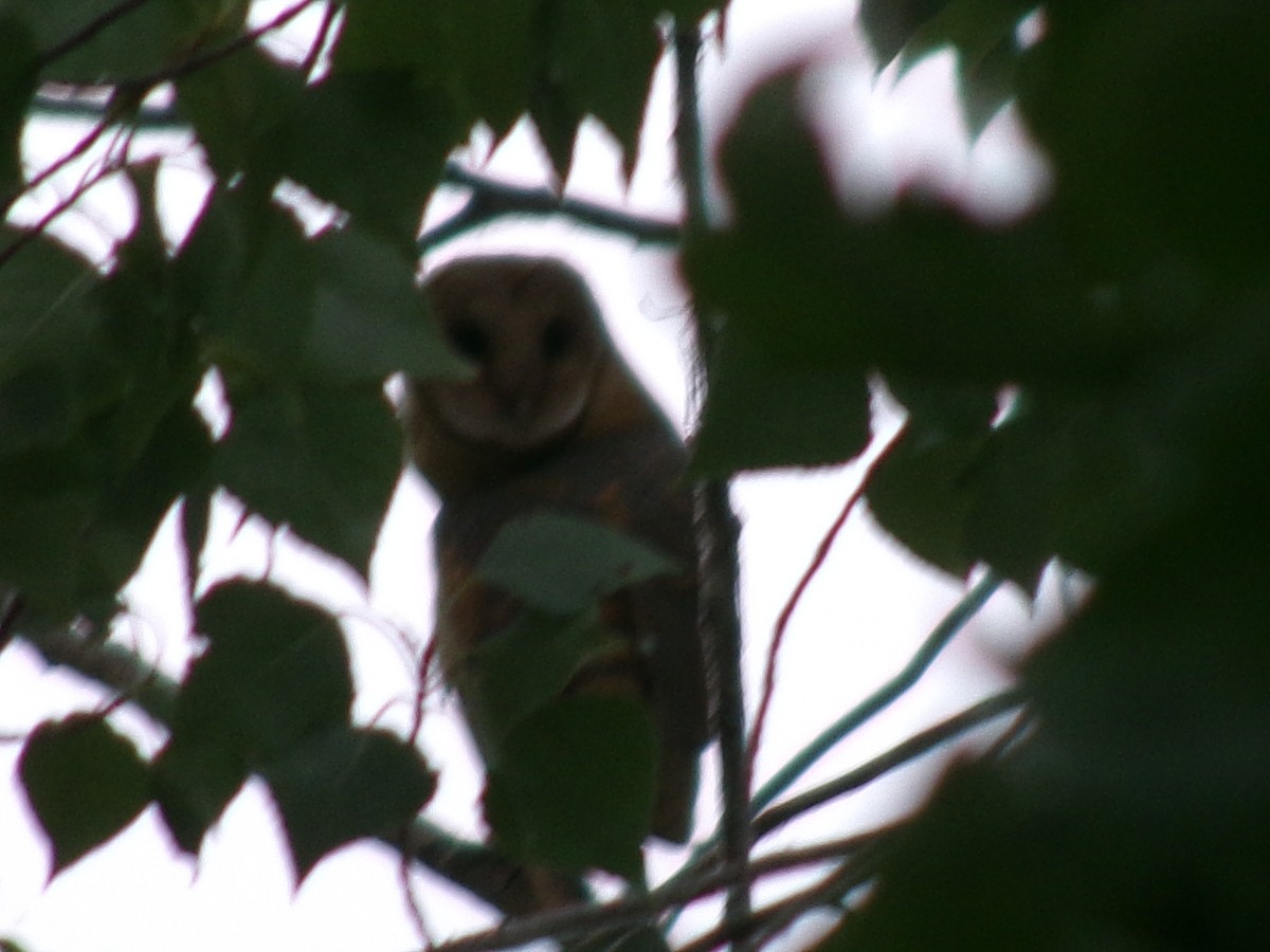 American Barn Owl - ML643385223