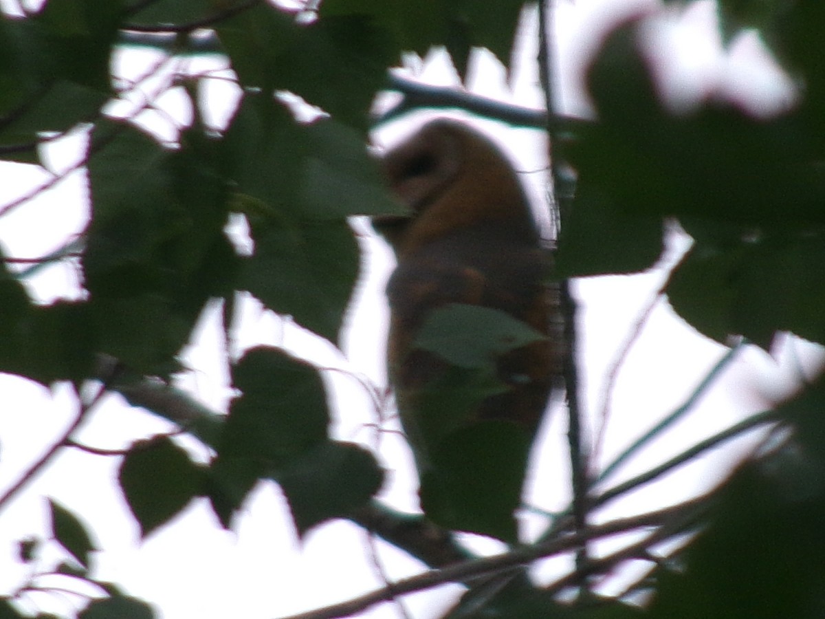American Barn Owl - ML643385225