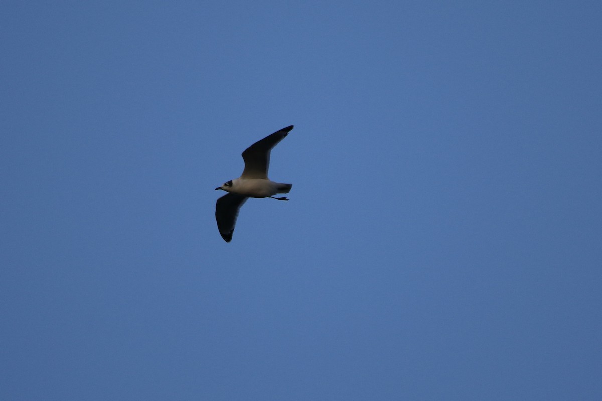Franklin's Gull - ML643385228