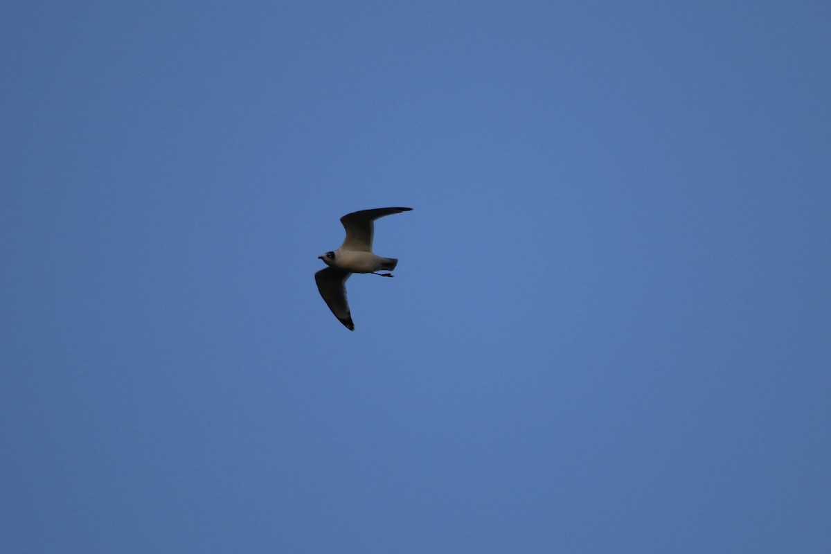 Franklin's Gull - ML643385229