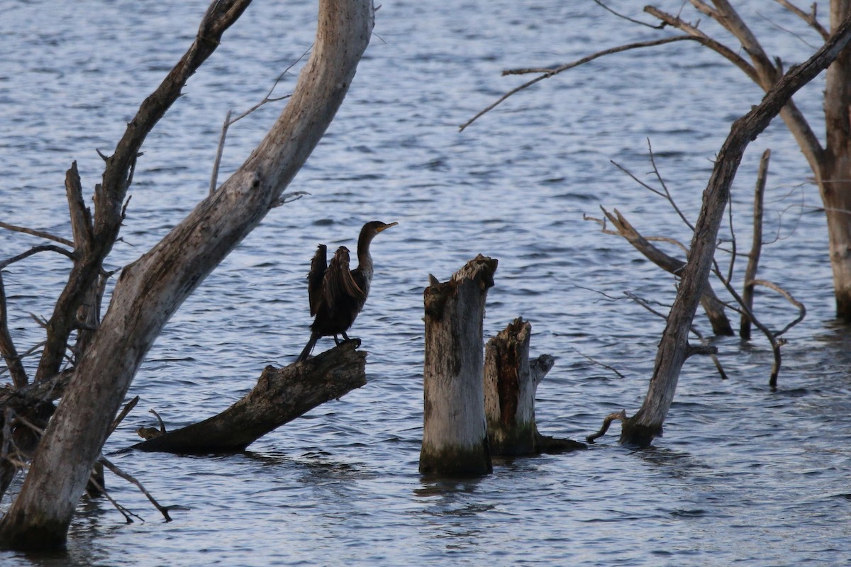 Double-crested Cormorant - ML643385238