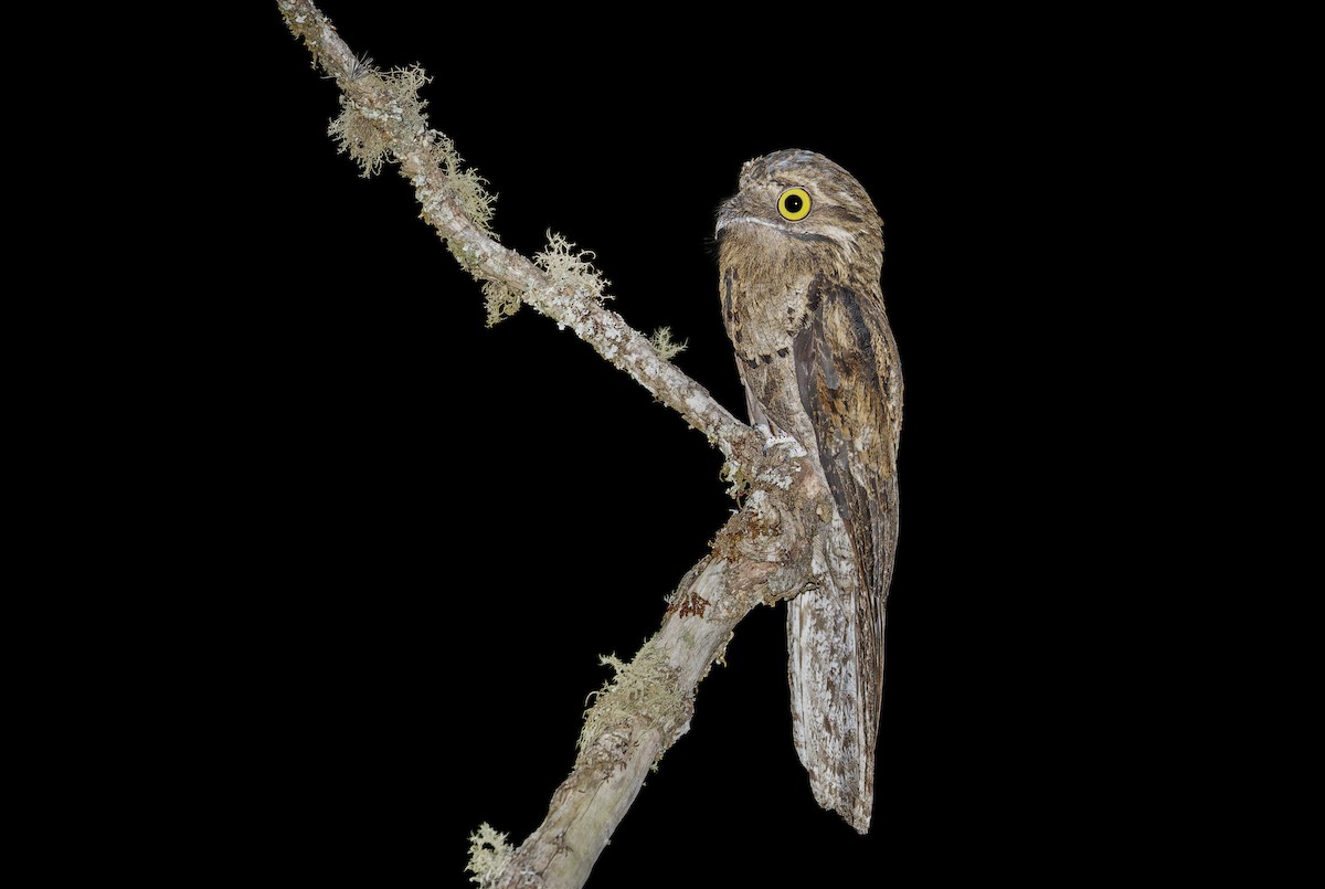 Common Potoo - ML643385252