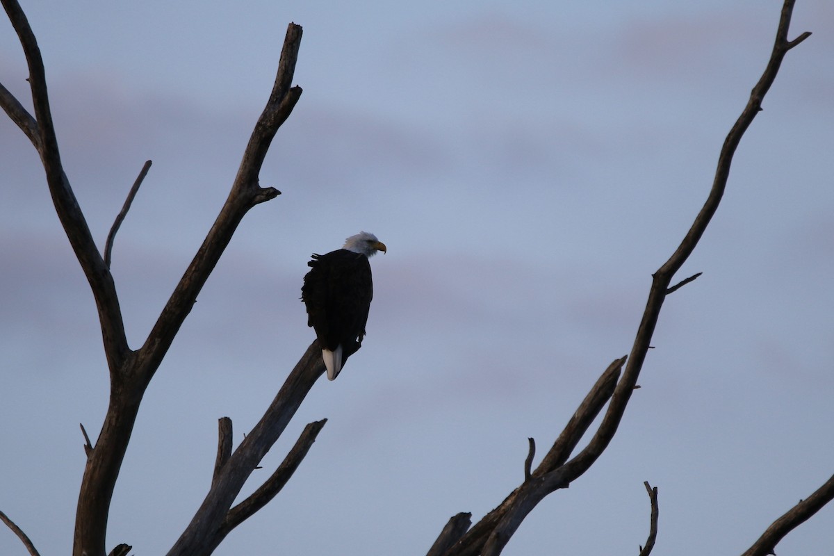 Bald Eagle - ML643385253