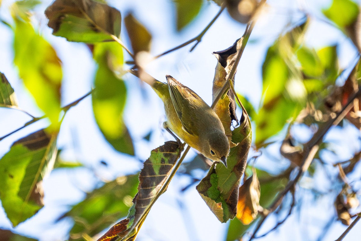 Nashville Warbler - ML643385254