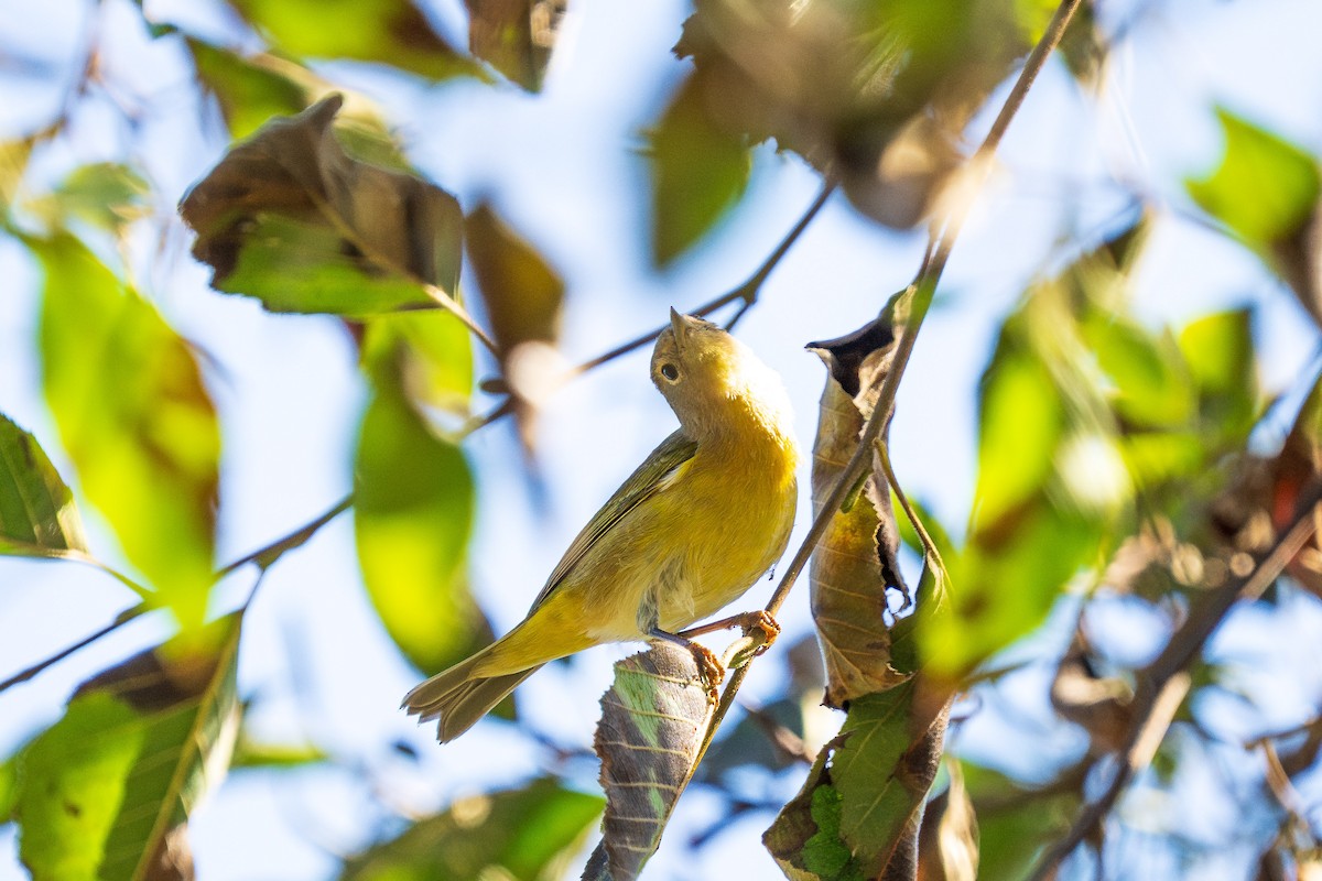 Nashville Warbler - ML643385255