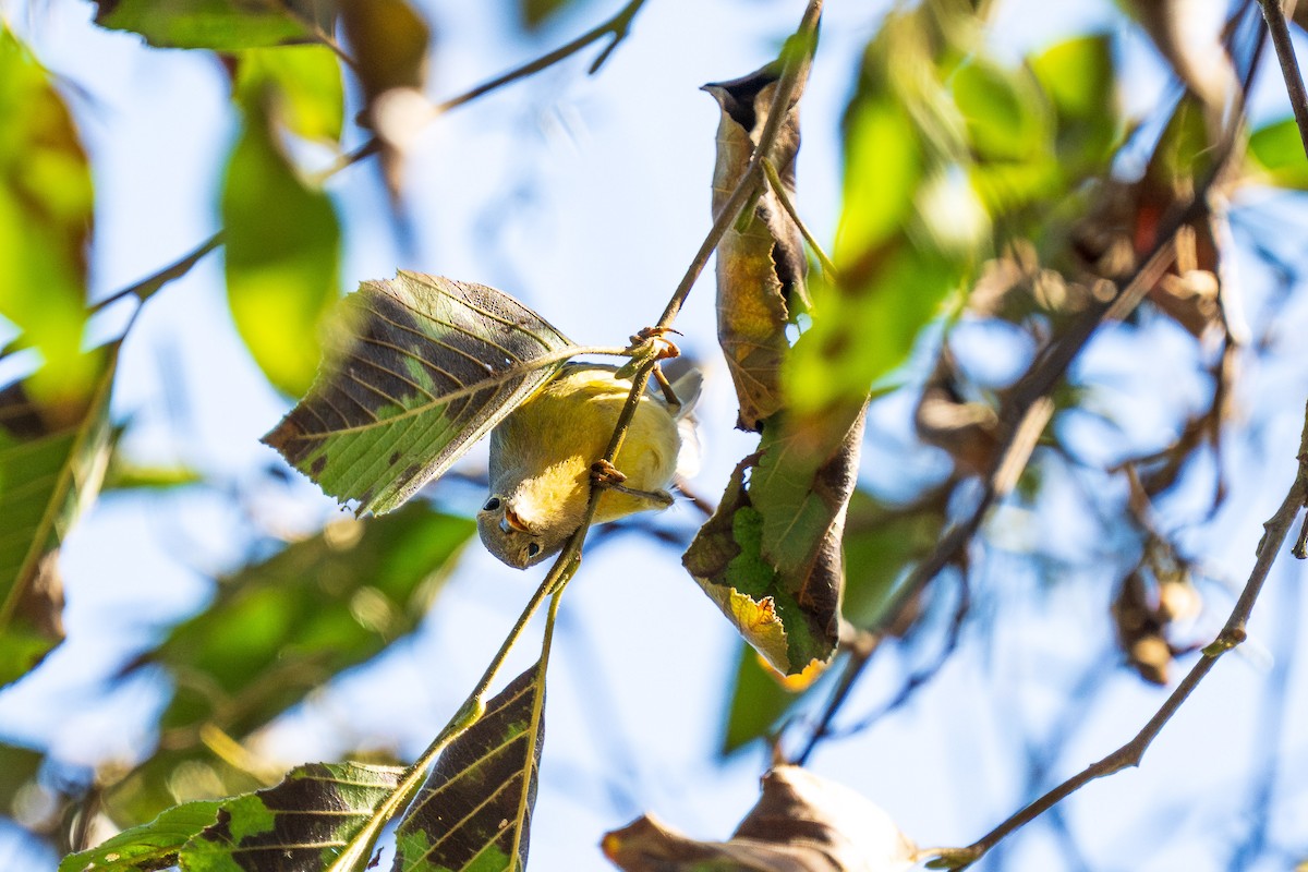 Nashville Warbler - ML643385257