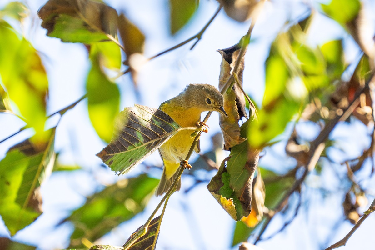 Nashville Warbler - ML643385258