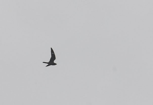 Common Nighthawk - ML643385265