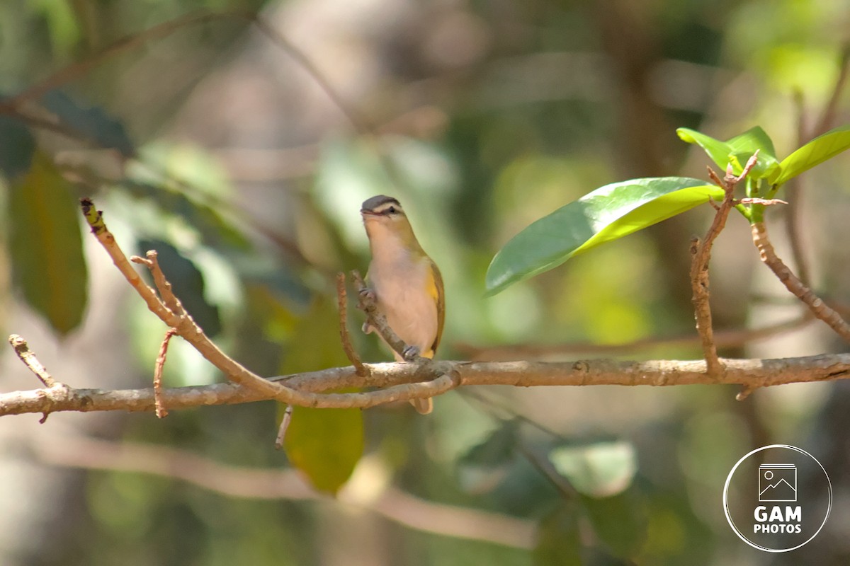 Chivi Vireo - ML643385283