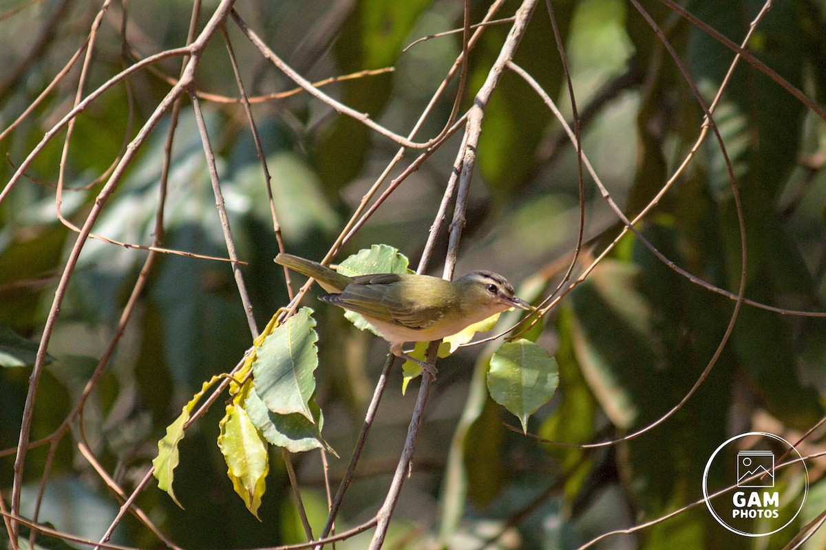 Chivi Vireo - ML643385284