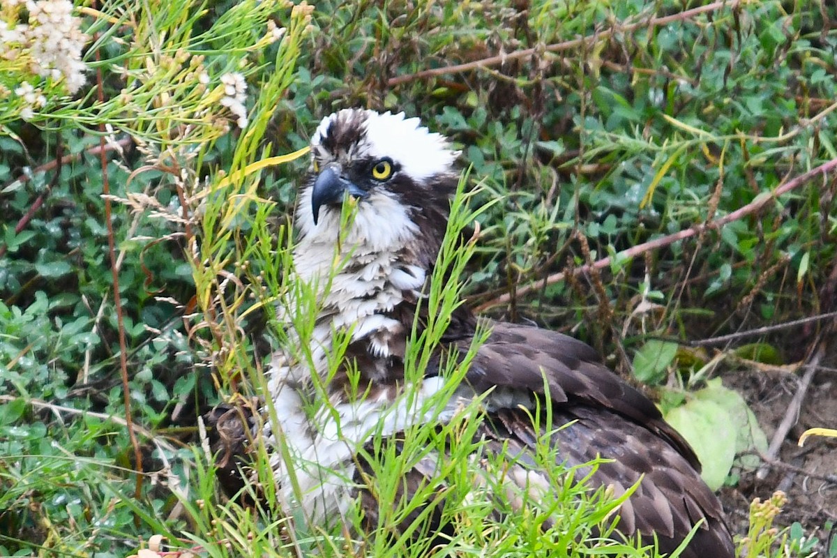 Osprey - ML643385285