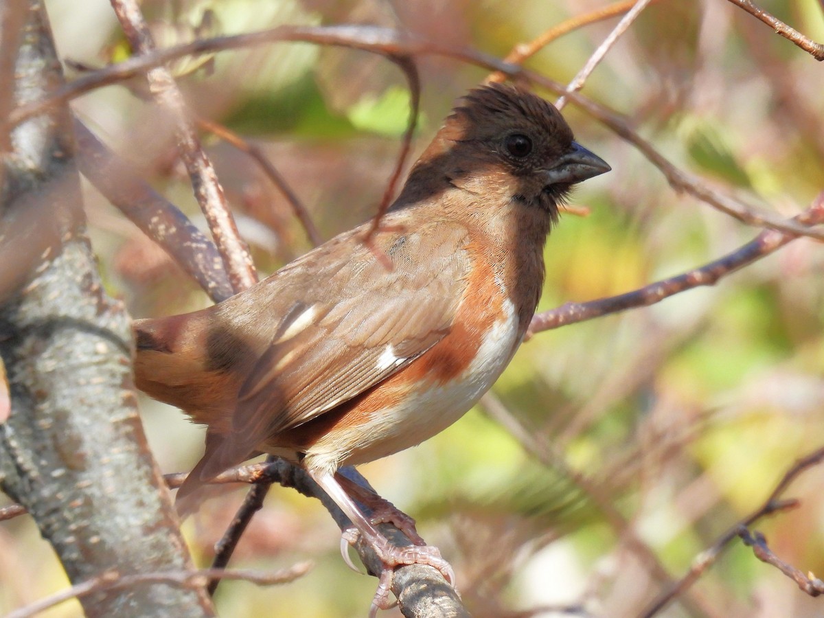 Eastern Towhee - ML643385308