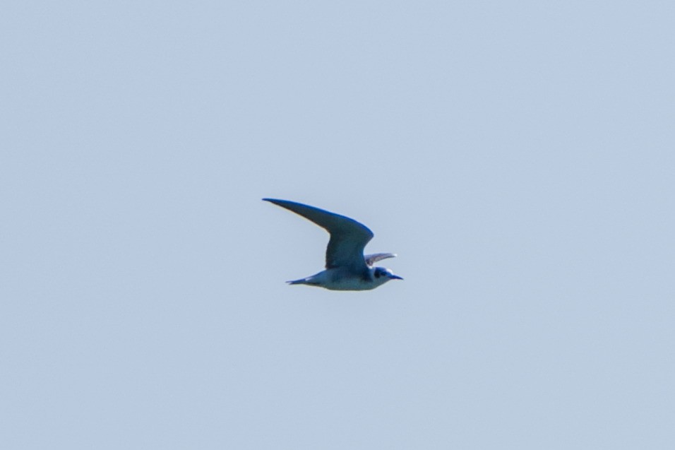 Black Tern - ML643385312