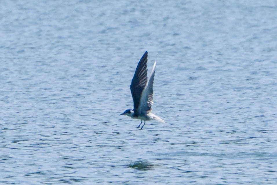 Black Tern - ML643385313