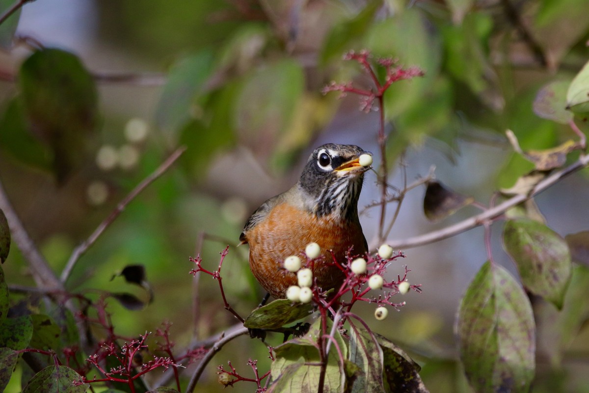 American Robin - ML643385342