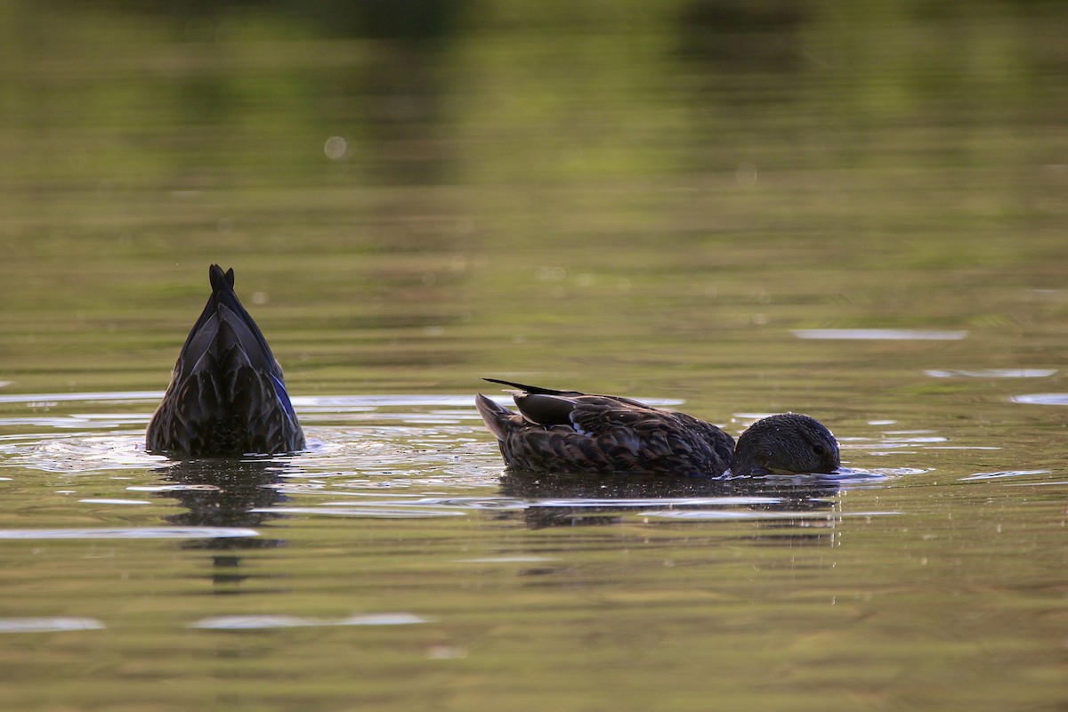Mallard - ML643385348