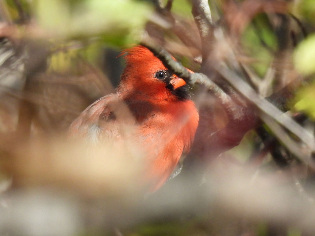 Northern Cardinal - ML643385350