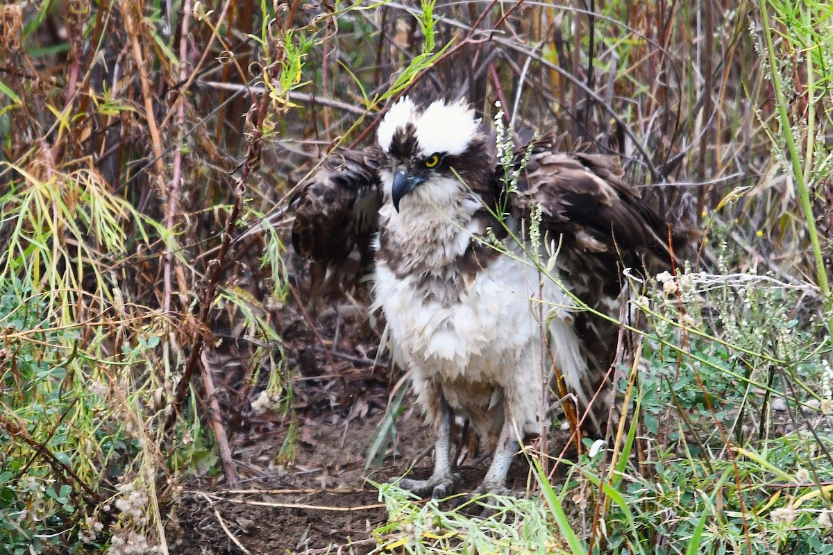 Osprey - ML643385366