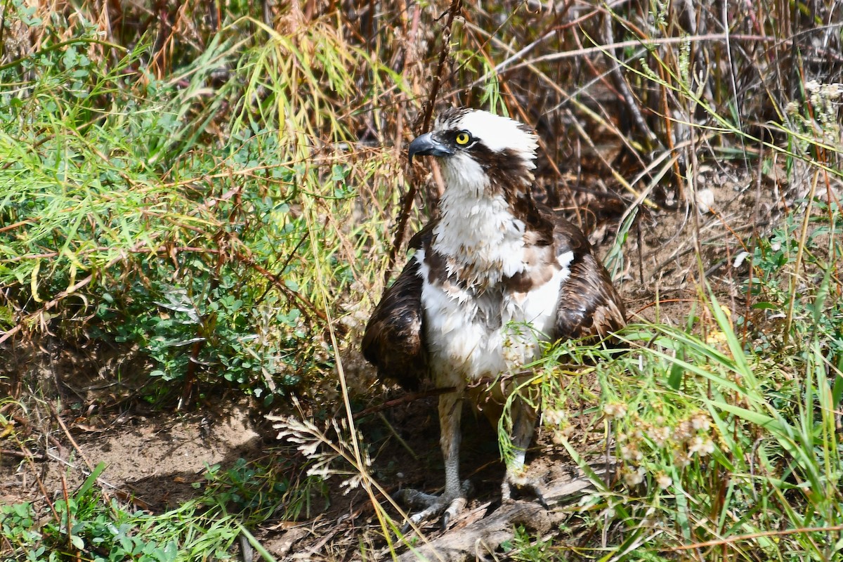 Osprey - ML643385371