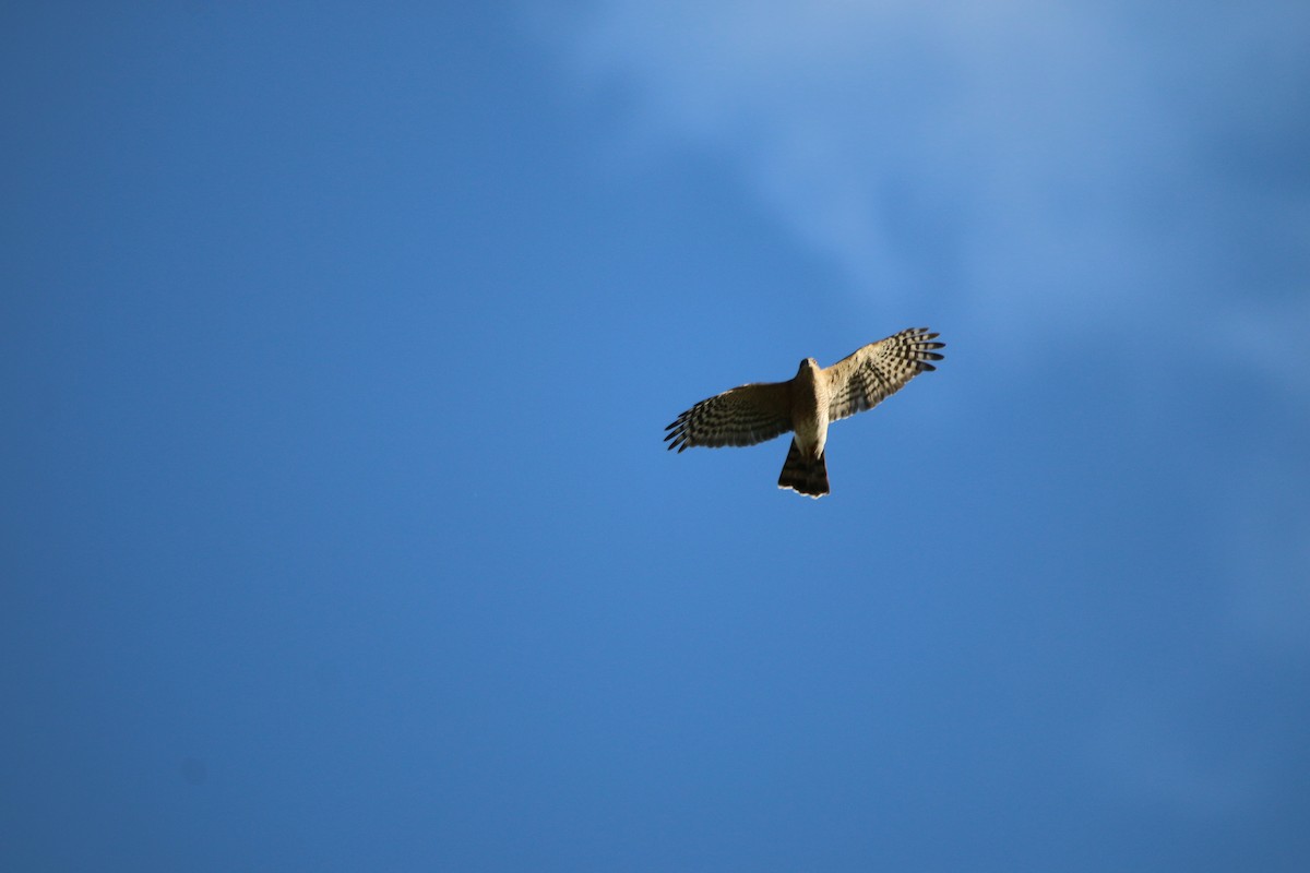 Sharp-shinned Hawk - ML643385385