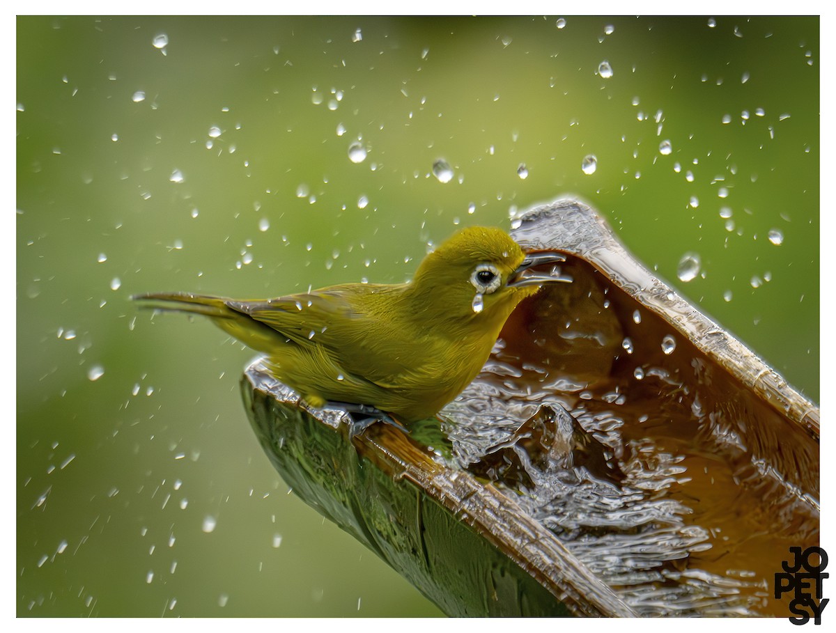 Yellowish White-eye - ML643385389